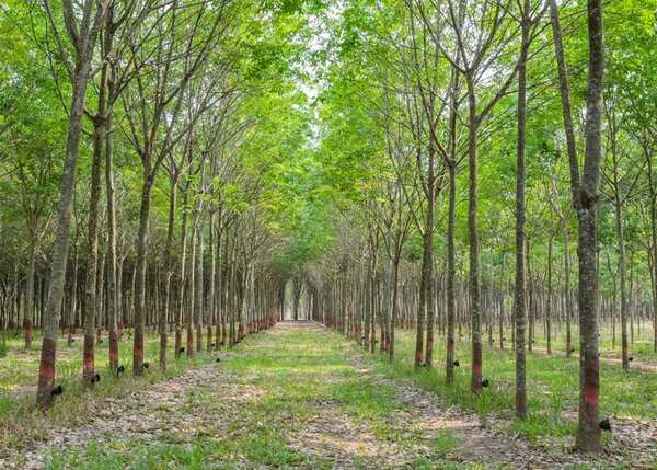 KEBUN KARET DIJUAL DI SUMATERA
