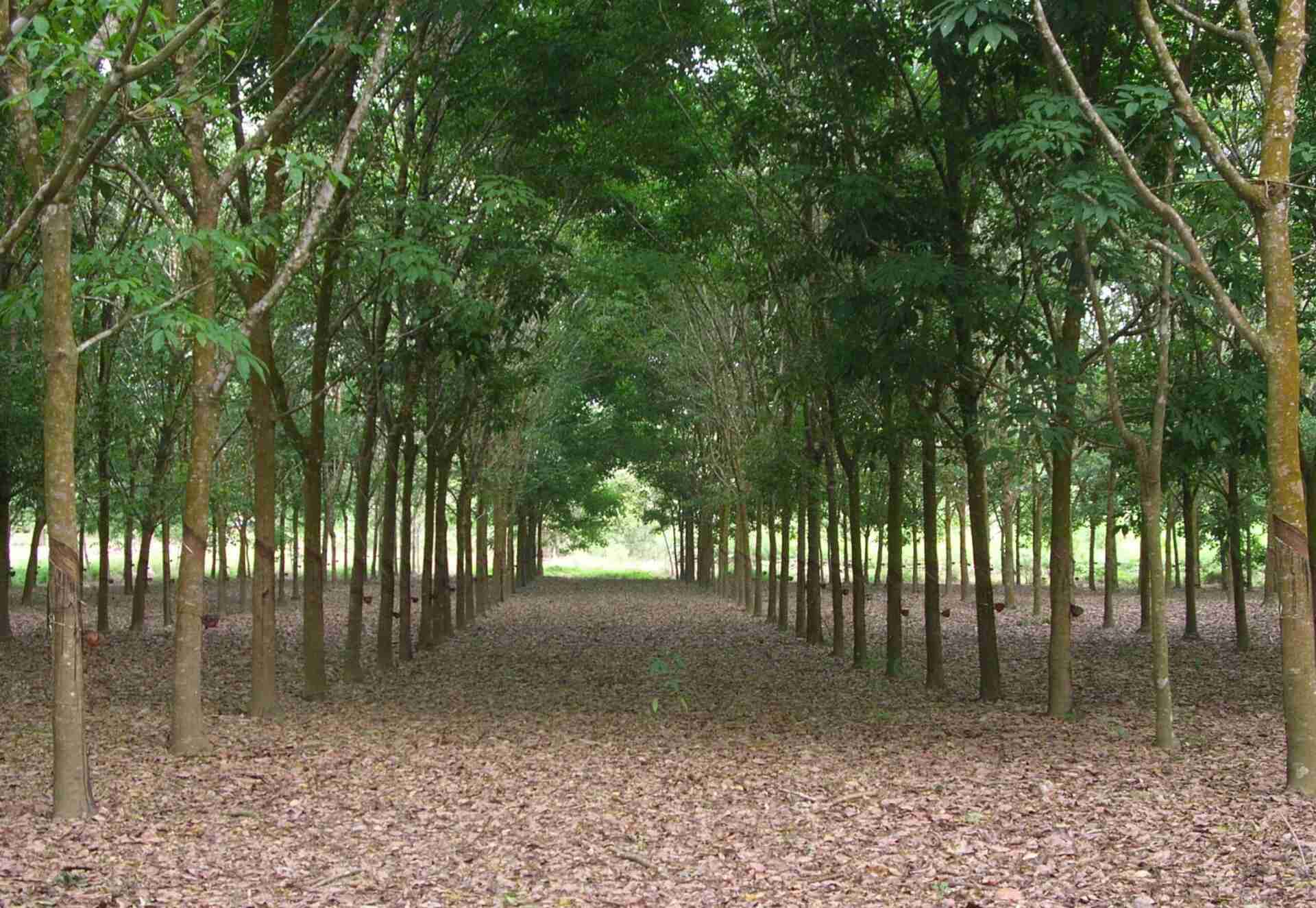 PERKEBUNAN KARET DIJUAL