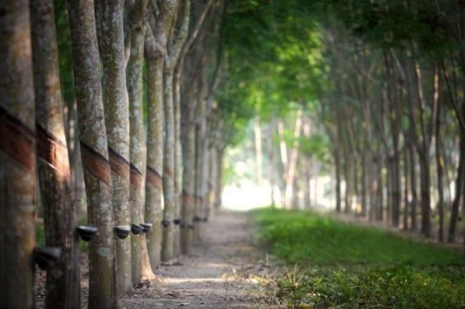 RUBBER PLANTATION FOR SALE