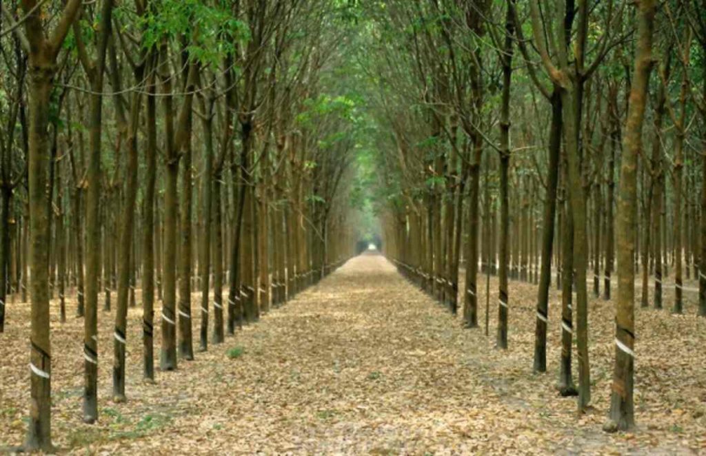 RUBBER PLANTATION IN SOUTH SUMATERA