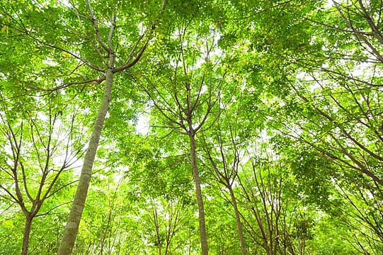 NEGARA PRODUSEN KARET TERBESAR DUNIA