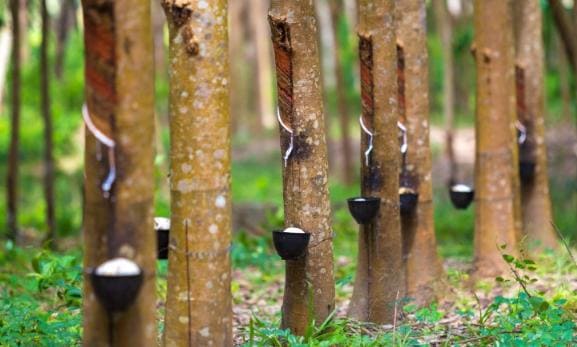 KEBUN KARET DIJUAL DI SUMATERA SELATAN